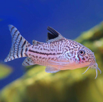 Julii Cory – Corydoras trilineatus