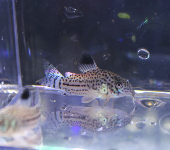 Julii Cory – Corydoras trilineatus