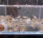 Julii Cory – Corydoras trilineatus