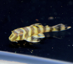 L134 Leopard Frog Pleco – Peckoltia compta