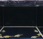 L134 Leopard Frog Pleco – Peckoltia compta