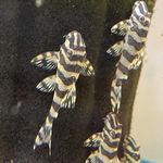 L134 Leopard Frog Pleco – Peckoltia compta