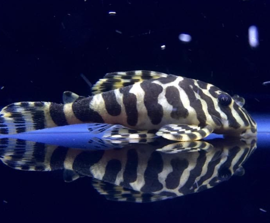 L134 Leopard Frog Pleco – Peckoltia compta