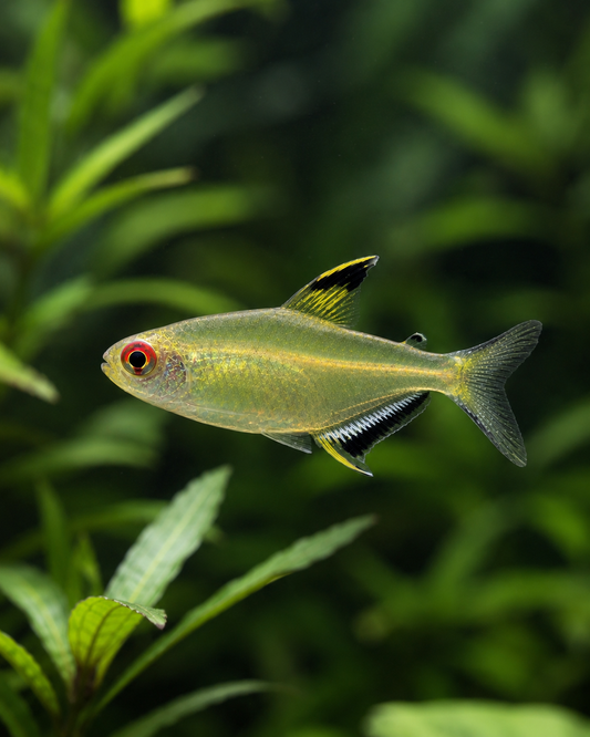 Lemon Tetra (Hyphessobrycon pulchripinnis) | Live Freshwater Aquarium Fish