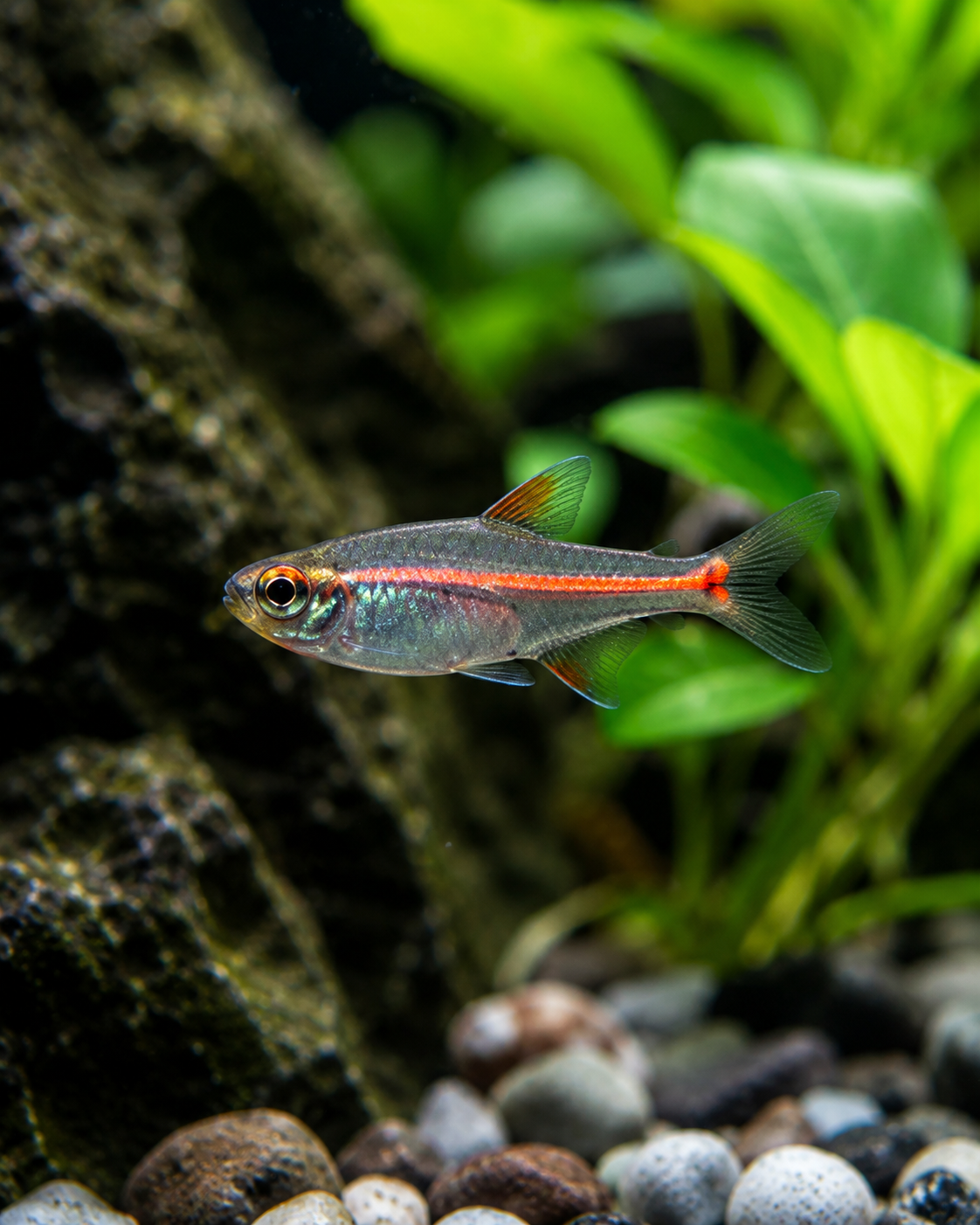 Glowlight Tetra – Bright Schooling Freshwater Aquarium Fish
