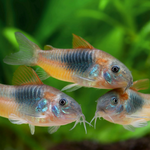 Orange Venezuelan Cory