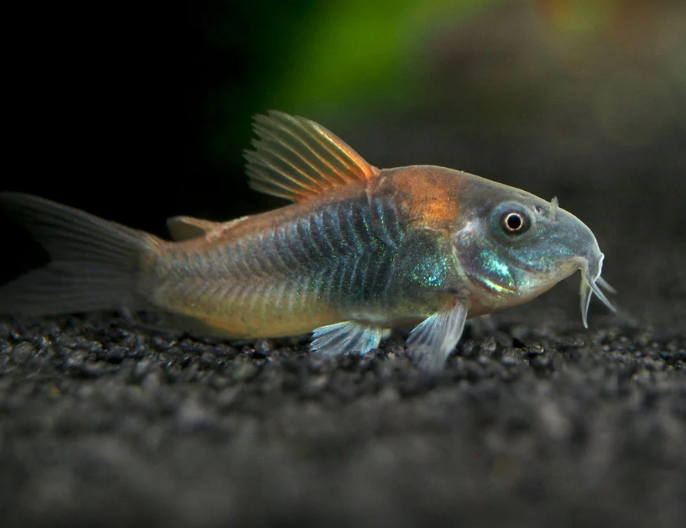 Orange Venezuelan Cory