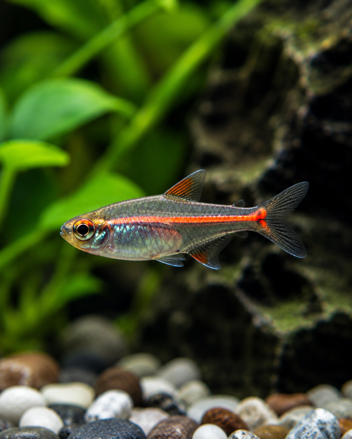 Glowlight Tetra – Bright Schooling Freshwater Aquarium Fish