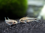 Pygmy Cory – Corydoras pygmaeus