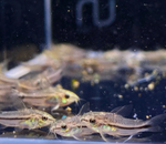 Pygmy Cory – Corydoras pygmaeus