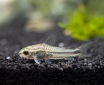 Pygmy Cory – Corydoras pygmaeus