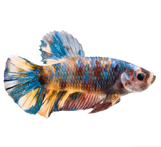 Koi Betta – Male (Assorted)
