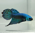 Alien Betta – Male (Assorted)