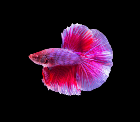 Halfmoon Betta – Female (Assorted)