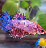 Crowntail Betta – Female (Assorted)