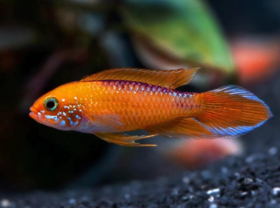Apistogramma agassizii – Fire Red