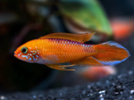 Apistogramma agassizii – Fire Red