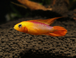 Apistogramma agassizii – Fire Red