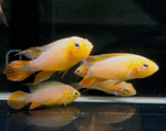 Apistogramma agassizii – Fire Red