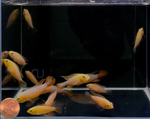 Apistogramma agassizii – Fire Red