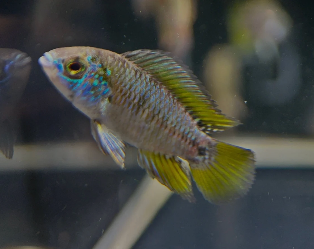 Apistogramma borellii – Opal