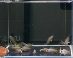 Apistogramma borellii – Opal