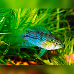 Apistogramma borellii – Opal