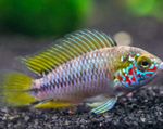 Apistogramma borellii – Opal