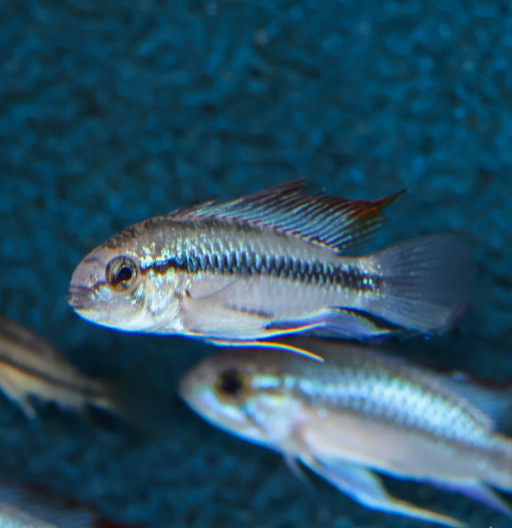Apistogramma trifasciata – Three Stripe Apisto