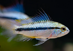 Apistogramma trifasciata – Three Stripe Apisto