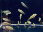 Apistogramma trifasciata – Three Stripe Apisto
