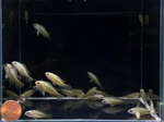 Apistogramma trifasciata – Three Stripe Apisto