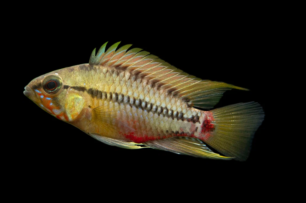 Apistogramma hongsloi – Form II