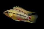Apistogramma hongsloi – Form II