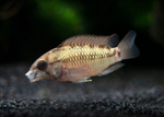 Apistogramma hongsloi – Form II