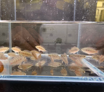 Apistogramma hongsloi – Form II