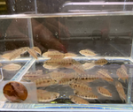 Apistogramma hongsloi – Form II