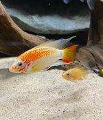 Apistogramma Viejita Gold