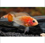Apistogramma Viejita Gold