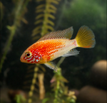 Apistogramma Viejita Gold
