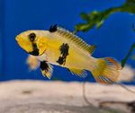 Apistogramma panduro - Pandurini