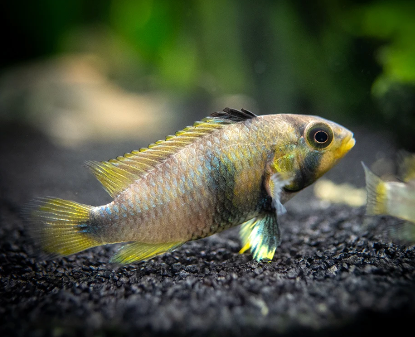 Apistogramma panduro - Pandurini