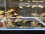 Apistogramma panduro - Pandurini
