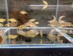 Apistogramma panduro - Pandurini