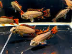 Apistogramma cacatuoides – Super Red