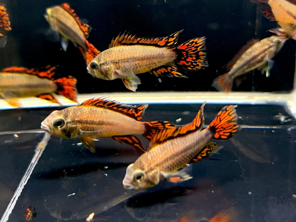 Cichlids
