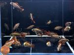 Apistogramma cacatuoides – Super Red