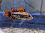 Apistogramma cacatuoides – Super Red