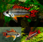 Apistogramma cacatuoides – Super Red