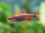 Cherry Barb – Puntius titteya